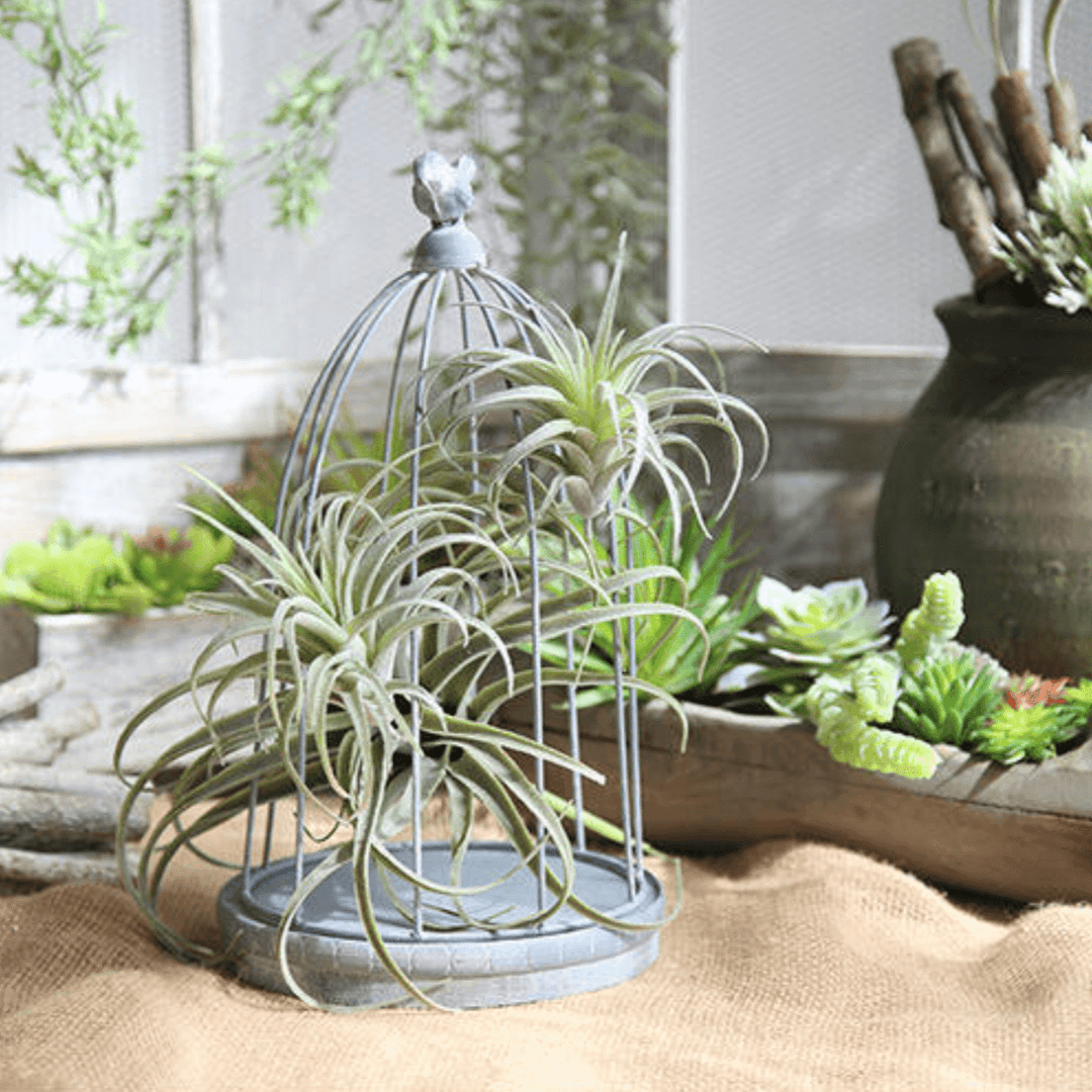 Faux Air Plant | Sage & Sill