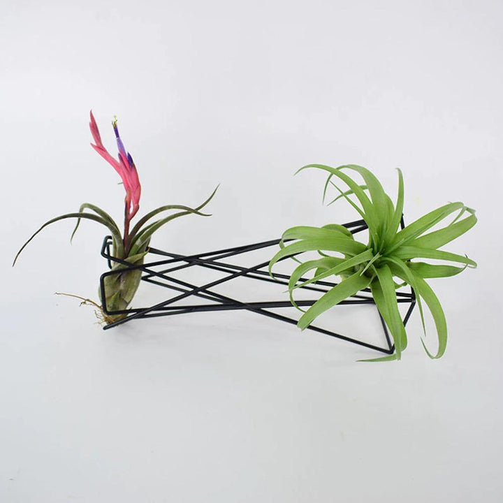Black Air Plant Wire Tillandsia Wire, Metal Stand, Spiral Plant