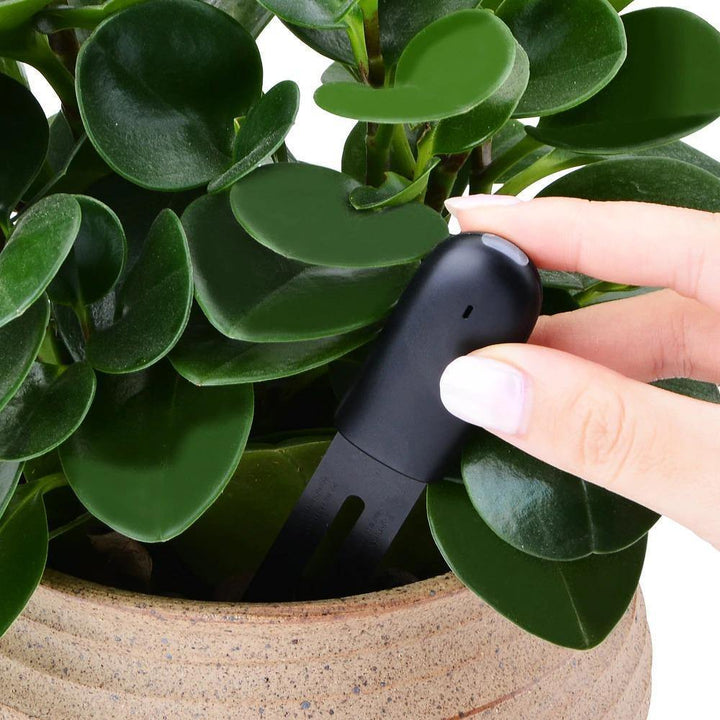 Smart Plant Water Meter and Health Sensor Indicator Light / 3 | Sage & Sill