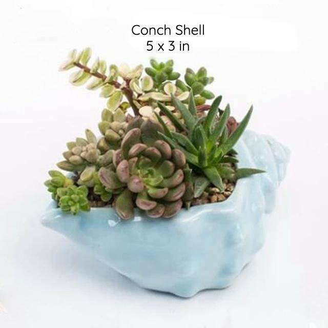 Under the Sea Planters Conch Shell / Teal | Sage & Sill