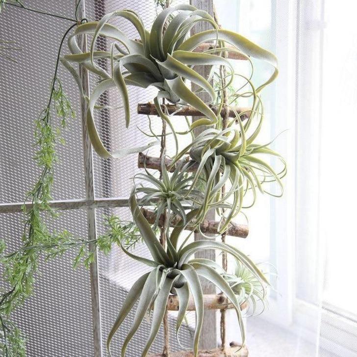 Artificial Tillandsia Air Plant - Life-like Faux Plant Decor – Sage & Sill